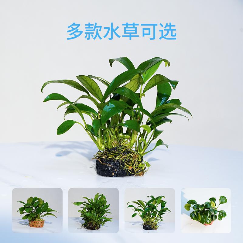 鱼缸造景真水草植物多款可选小水榕懒人新手简单易养增添一抹绿意