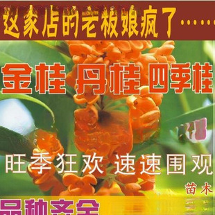 ���𵤹�tѪ�𻨘�������y�𻨠�Ԫ������ɰС���ļ������