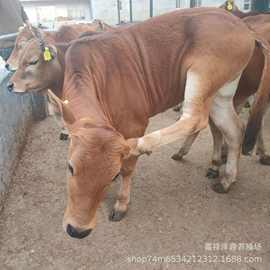 鲁西黄牛牛犊 改良肉牛牛苗多少钱一头 西门塔尔母牛批发价格