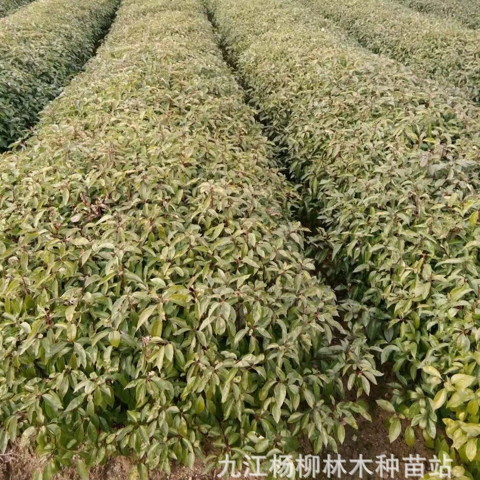 Поставка большого количества камфорных саженцев камфорных саженцев оптовая продажа камфорных саженцев оптовая цена