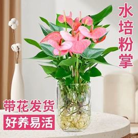 盆栽;乔木;花盆容器