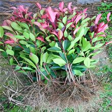 t~ʯt^ľɭŮؑtͥԺGhľС