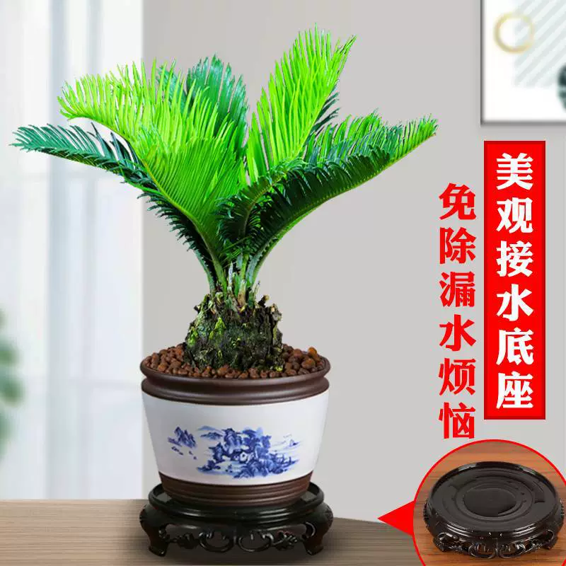 Саго-пальма бонсай для дома, легкое в уходе растение, привлекающее удачу, цветок в горшке, офисный стол, двор, саженец саго, вечнозеленый, все сезоны