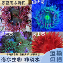海葵活体宠物海缸生物活珊瑚造景海草活物观赏海水鱼尼莫小丑鱼