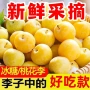 四川新鲜正宗李子奈李
