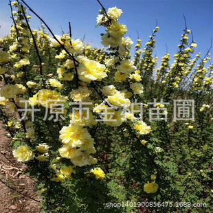 �S��õ3-8��֦�������ذ��S��õǤ������@�S��õ��վG�hС��