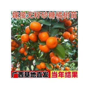 ���ڼ޽ӟo��ɰ���������Ե��ԟo��ɳ�ǽ��Ϸ����������箔��Y��
