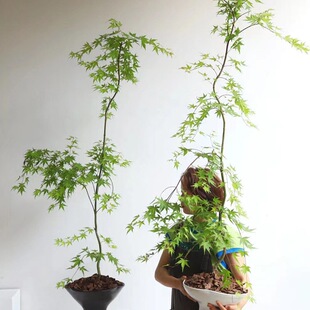 ��Ȫ���������;Gֲ��ʽ�U��W�tֲ���辰�����L�҃ȿ͏d��������