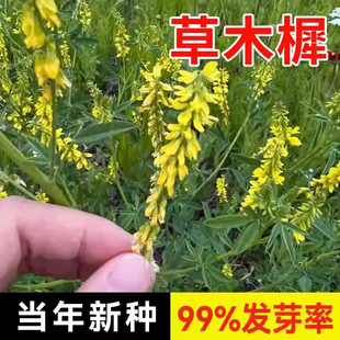 ��ľ�طN�� ��ľϬ ��Դֲ�� �S���� ������ �G�� �ͺ���ؚ����