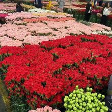 ����������r����ܰ�r��������ͥ�廨�̎�ĸ�H���Y�����ֱ�l���l