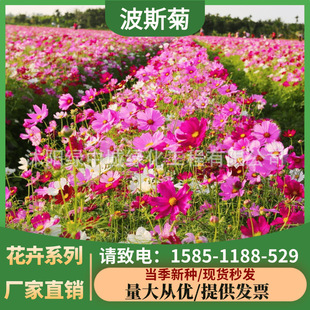 Wholesale Grass Flower Cosmos Seeds Gesang Flower Seeds Zinnia Four-Season Flowering Wildflower Combination Flower Sea Seeds