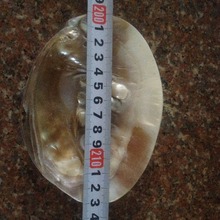 原生13cm现场展示贝壳自家养殖场地摊货源 大珍珠河蚌