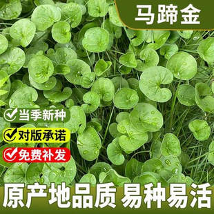 �R���N��С���X���~�X���Ѳ�ƺ�ļ������͸ߜؾG�������Gֲ����