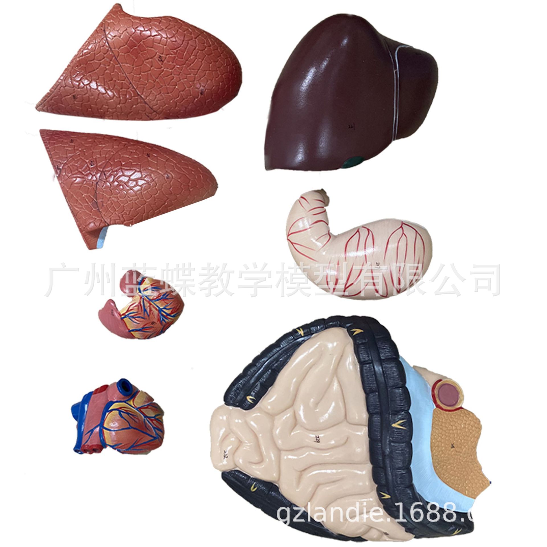 170CM����ȫ�����⸽����ģ��ҽѧ��ѧ�������弡������������