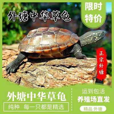 100% Survival Boutique Outside the pond China Tortoise Longevity turtle Gold Line Tortoise Seedling Mexican turtle Tortoise Tortoise wholesale