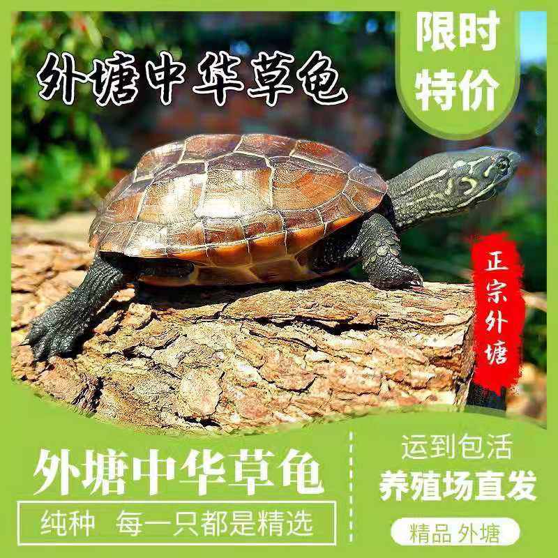100% Survival Boutique Outside the pond China Tortoise Longevity turtle Gold Line Tortoise Seedling Mexican turtle Tortoise Tortoise wholesale