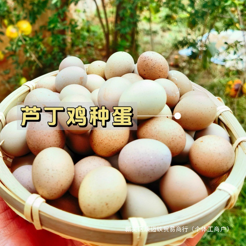孵化白瓦灰鸡网受精可迷你变异卢丁鸡德系红鸡芦丁鸡批发蛋种蛋