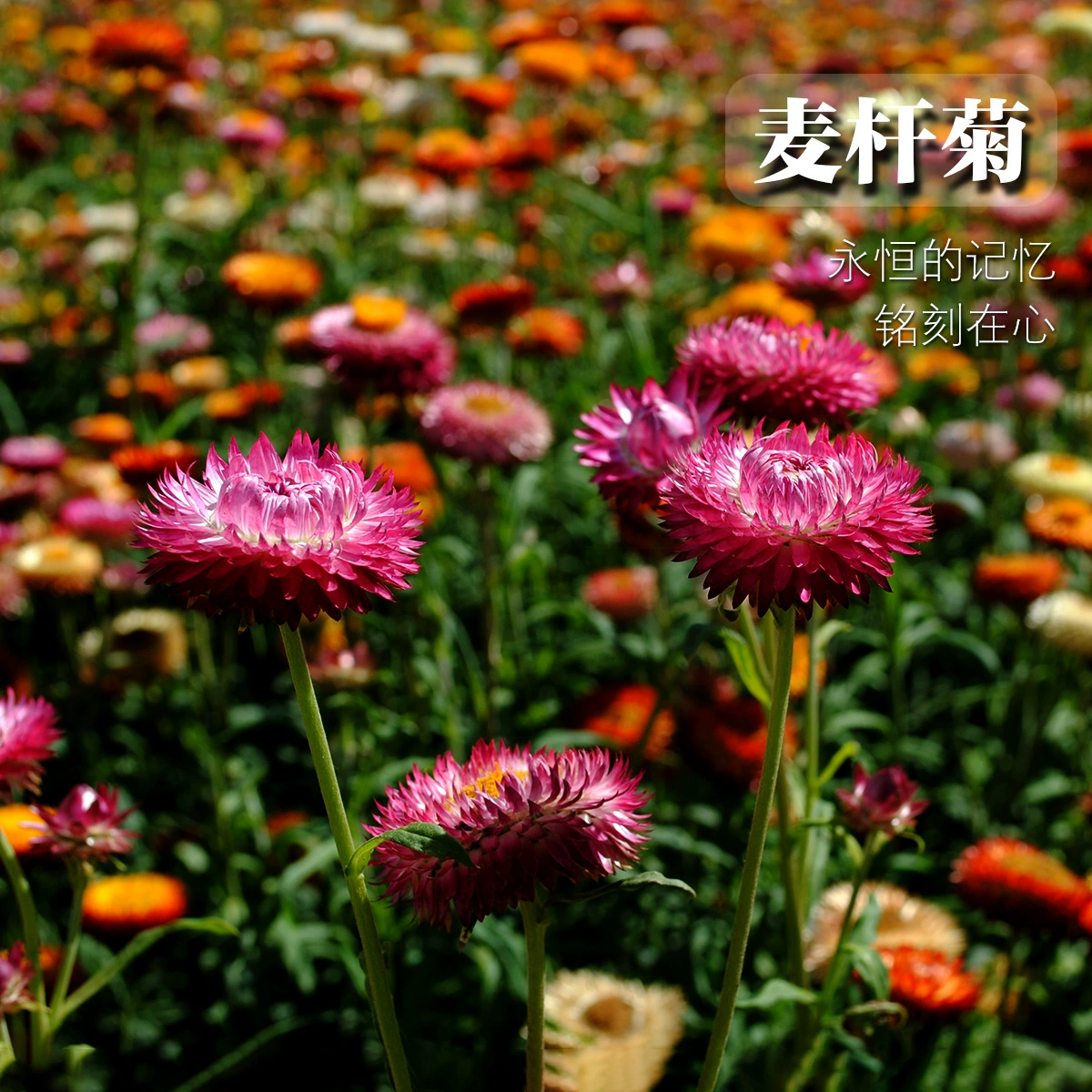Комбинация диких цветов Соломенная Хризантема Семена Многолетние Четыре сезона Легко сеять Морозостойкий Легко жить Озеленение Инженерные Семена садовых цветов