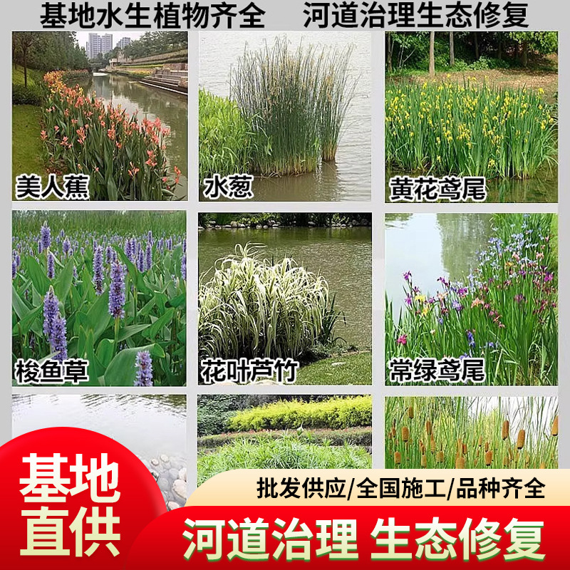 美人蕉花苗苦草再力花水葫芦花叶苗景观工程水生植物批发绿化植物