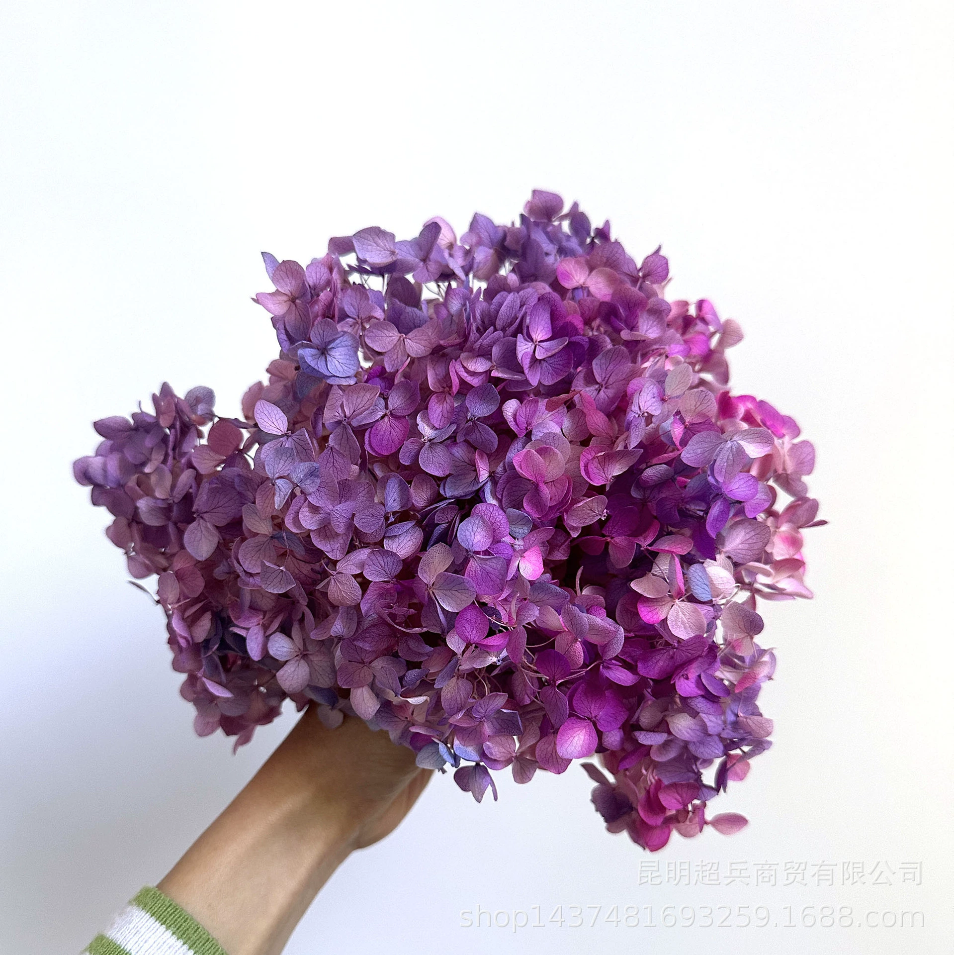 [Вечная Life Flower Hydrangea] Анна Градиентный цвет Лист Hydramid Книга цветов оптом DIY цветочная коробка материал для просмотра