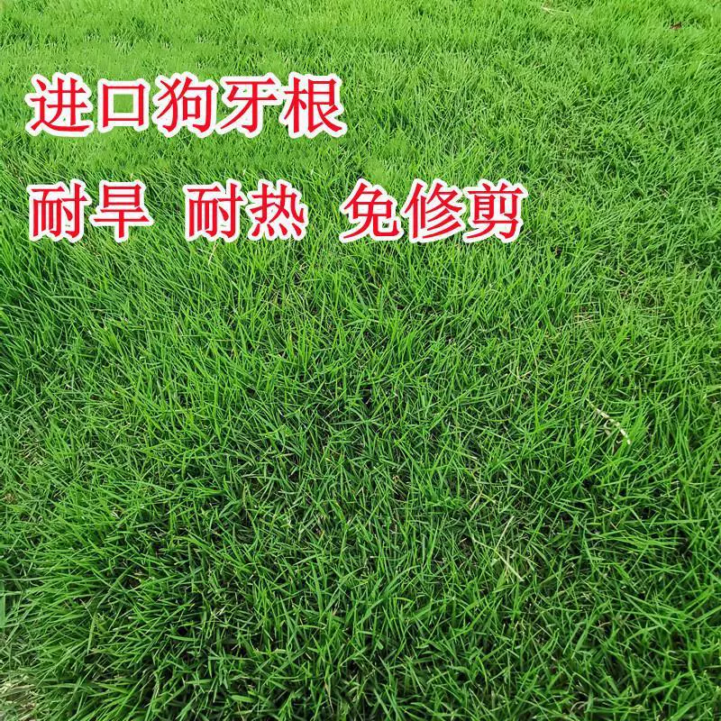 Импортированный корень корня зуба собаки