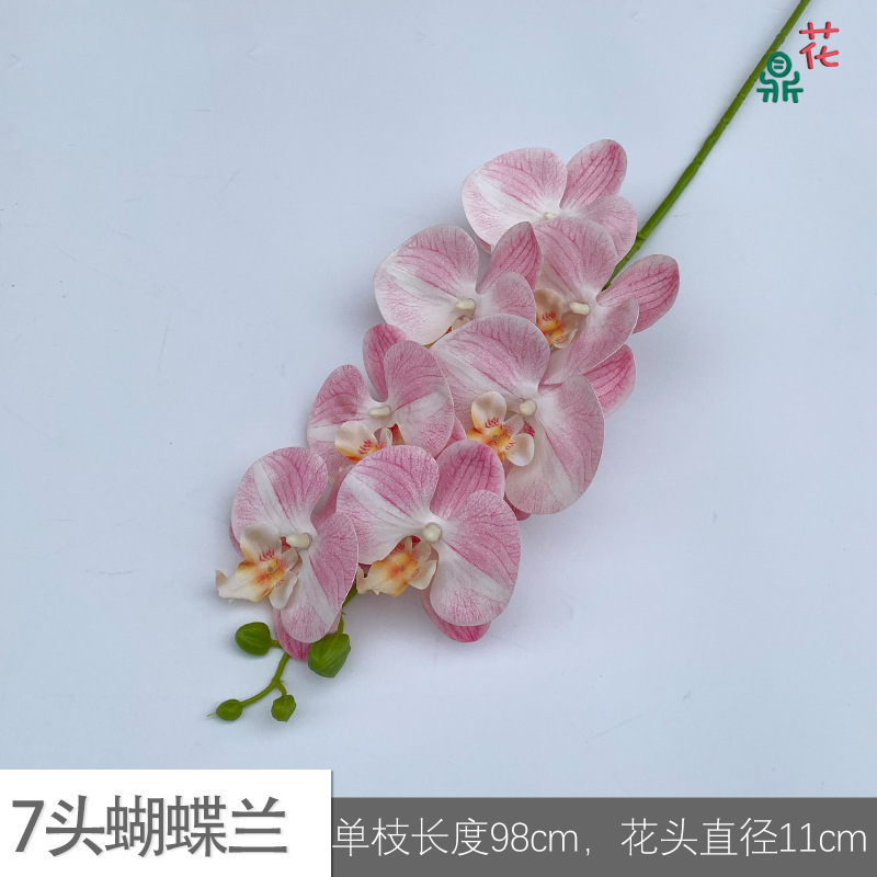 7 phalaenopsis GFG #6 화이트 코어 라이트 핑크