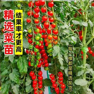 ������N�Ӵ����t���N�Ѳ��������߲���С��������ǧ���}Ů������