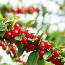 ��������܇���Ә���޽Ӵ���Ҙ����Ϸ�����ͥԺ�N����Ԯ���Y��