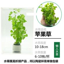 �~�ב�����ˮ�ݻ��wֲ��ˮ�����к󾰾G����������쾰�b��ײ�