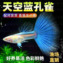 ����{��ȸ�~���N�PβС�͟Ꭷ�~���B�ͻ��β�{�׿�ȸ�~���lֱ�N