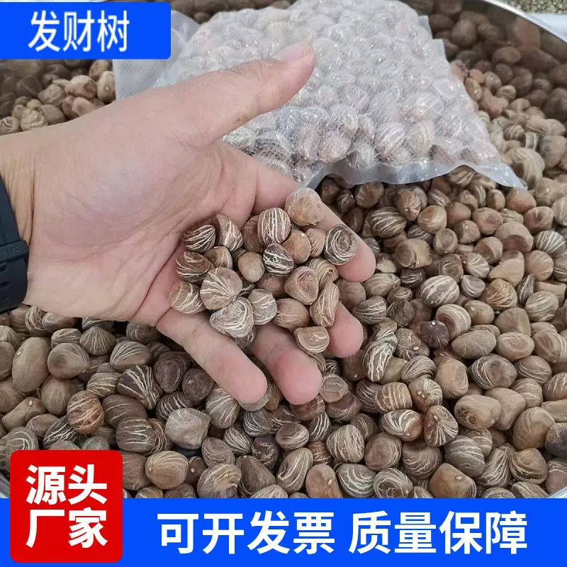 发财树种子树种子金钱树种籽四季易种活庭院阳台盆栽花卉种籽