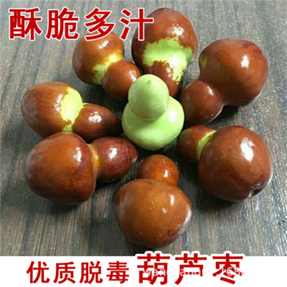 Чжаньхуа Дунзао Тыква Мармелад Живые саженцы Посадка Гериций гребенчатый Мармелад Рассада Горшечные привитые фруктовые саженцы