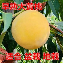 黄桃树苗桃树果苗嫁接东桃油桃树水蜜桃树苗南方北方种植当年结果