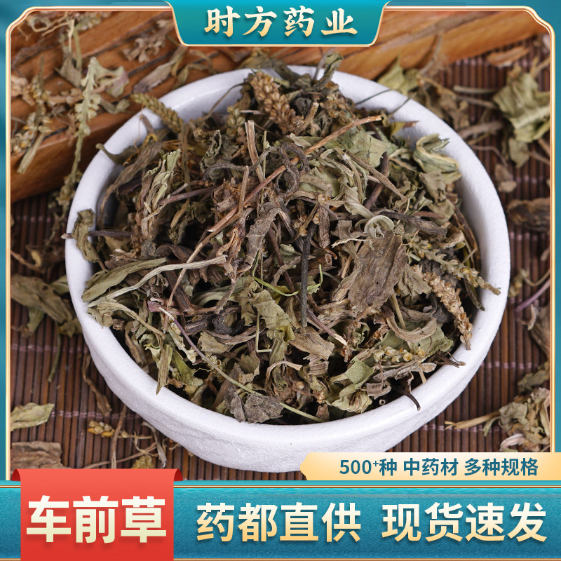 车前草新鲜中草药材野生车前草干车前草药蒲公英泡茶猫爪草