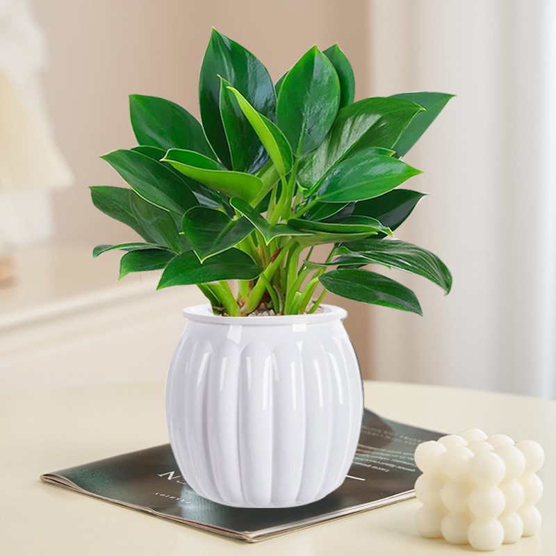 [두인 핫모델] 골든다이아몬드 20cm 3그루(흰호박냄비) + 영양액