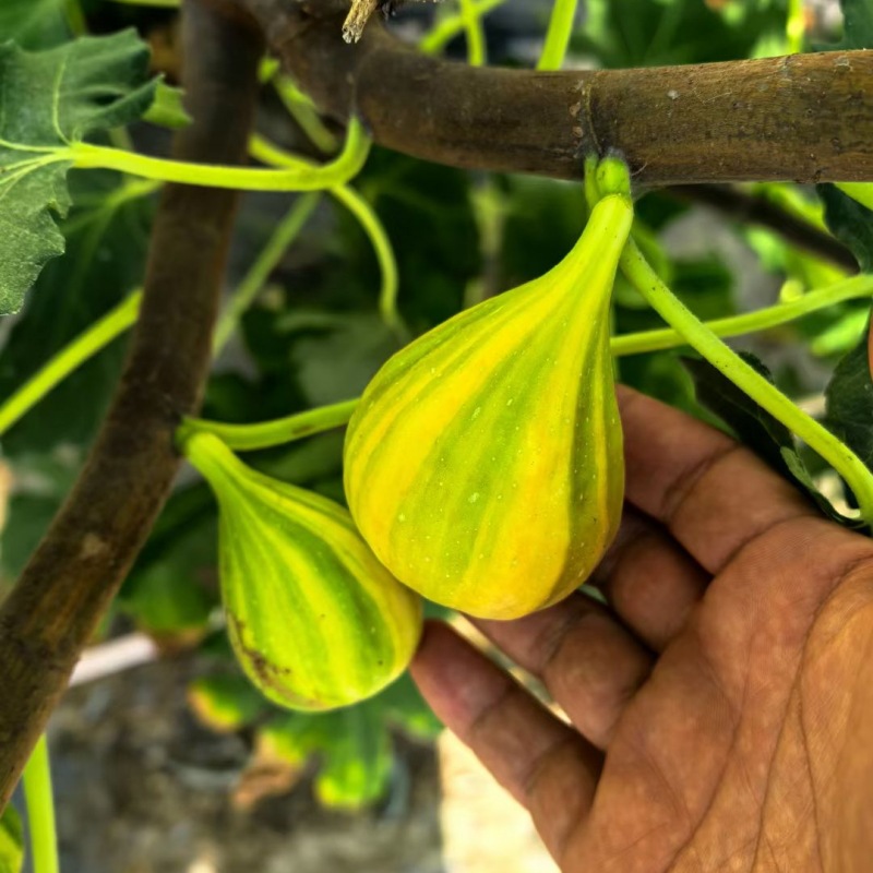 花山口无花果苗批发 波姬红无花果扦插苗两棵起批 现挖现卖包邮