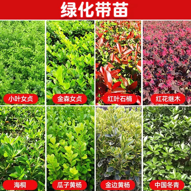 红叶石楠苗红花继木南天竹金叶女贞好养庭院绿化树苗篱笆苗木树