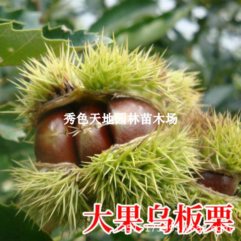 大果乌板栗树苗油栗苗封开油栗苗嫁接栗子树苗南北方种植果树果苗