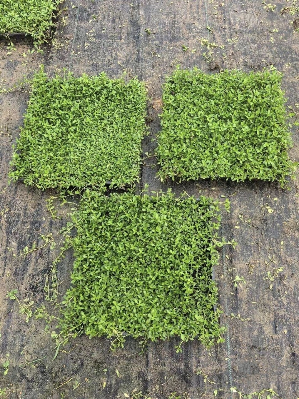 2412B 基地批发 姬岩垂草 50*30筛盆 草块 地被-阿里巴巴