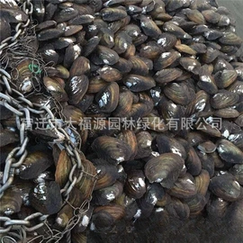 其他园林植物;水生植物;灌木