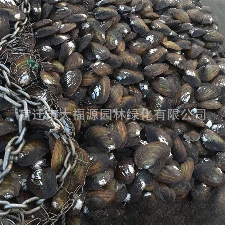 Производитель поставляет речных улиток, раковин, моллюсков, речную экосистему, бентонитовых животных, репчатых улиток, кольцевых улиток, живых образцов.