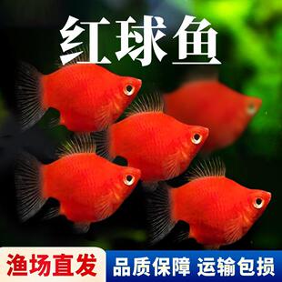�Ꭷ�~���~���N�tƤ��t̫���С���^�p�~������ԭ���~���w���B