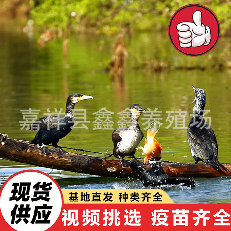 lQLPJxvwHWk6BpjNAu7NAu6wuJWx2_