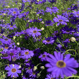 五色菊花种子四季种易活开花不断花种籽子庭院室外景观花籽包邮