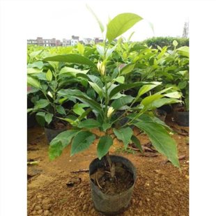 White Orchid Potted Plant with Strong Fragrance Indoor Large Green Plant Balcony Grafting Office All Year Round Evergreen White Magnolia Sapling