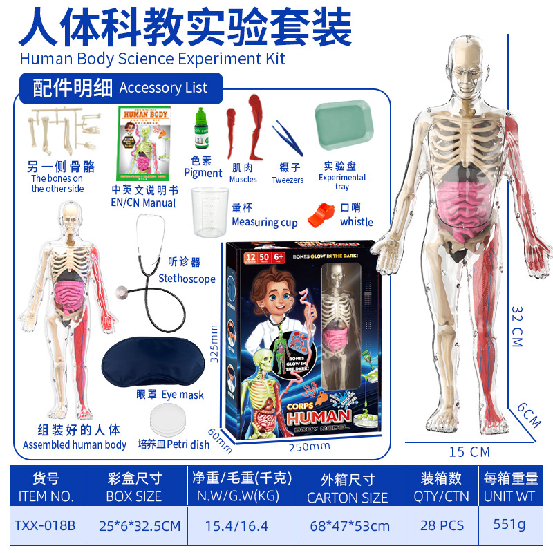 Modelo del cuerpo humano, juguetes educativos STEM para niños, modelo de anatomía humana desmontable, reconocimiento de órganos, fabricante, venta al por mayor image 17