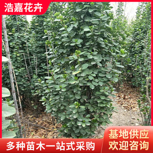 �����������S����� �����������r�� ���̾G�h���S���綬���ļ���