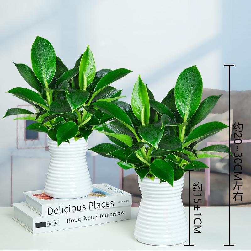 [두인 인기 2세면기] 그린프린세스 골든다이아몬드 + 작은 허리흡수대 + 영양액