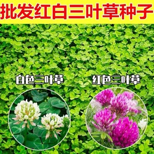 Red and White Clover Seeds Wholesale Easy-To-Live Greening Four-Season Green Lawn Perennial Pasture Orchard Green Fertilizer Plants