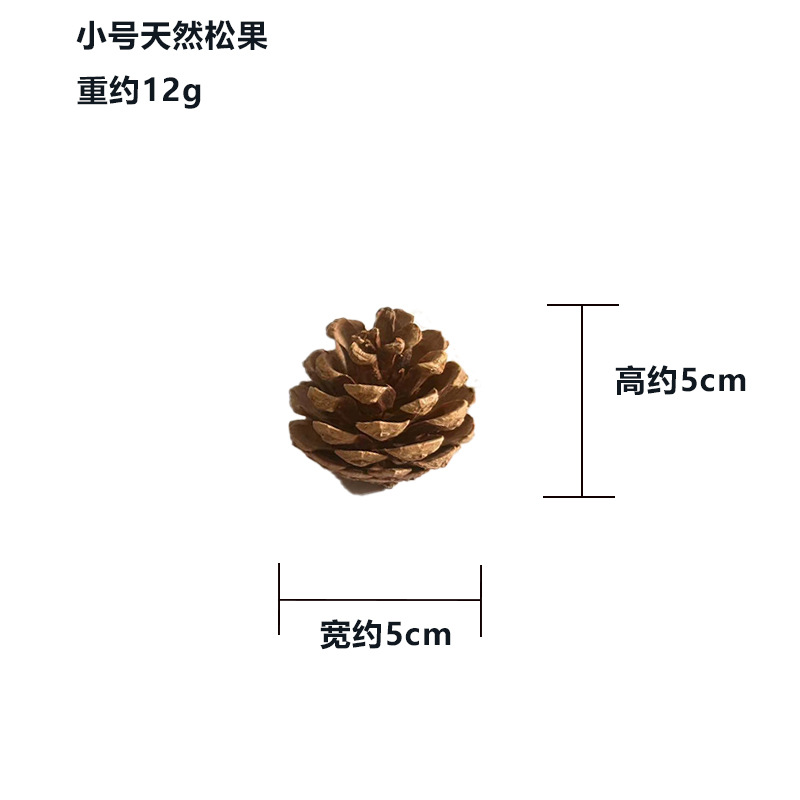 Suministros de decoración de cono de pino natural PET molar cono de pino conejo ardilla hámster Totoro loro aliviar juguetes congestionados image 7
